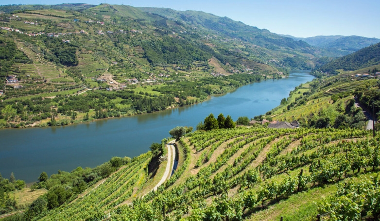 Douro Valley Tour: Gastronomy and Wine