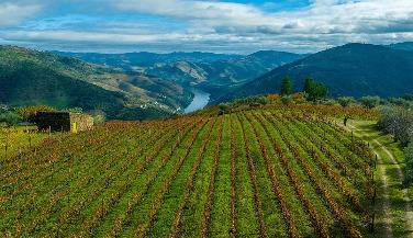 Walking Tour, Wine, and Estate visit in Douro