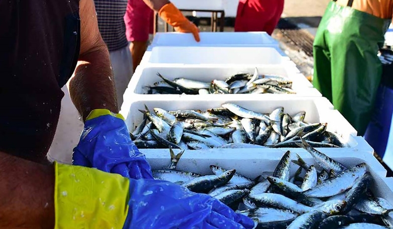 Tour Porto-Matosinhos:Visita Fábrica de Sardinhas