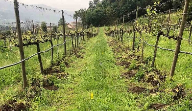 Degustação de Vinhos Naturais no Vale do Lima