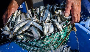 Porto Matosinhos tour and sardine production