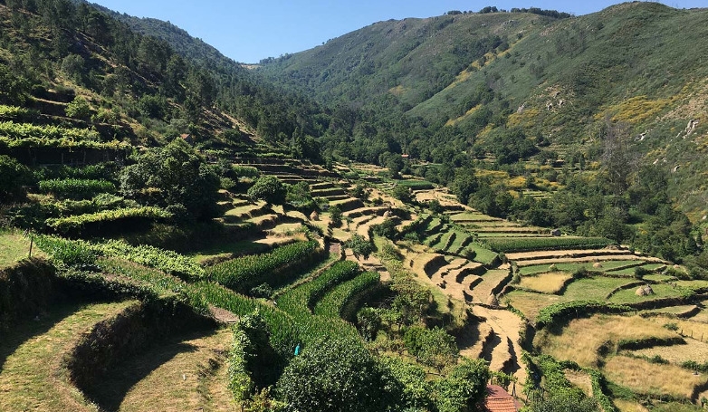 Hike through the Terraces of Sistelo