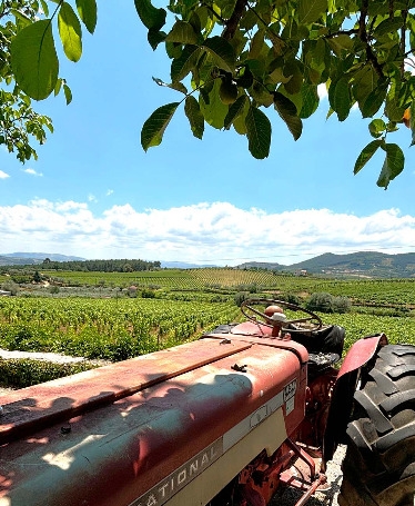 Experiência no Douro: Visita 3 Quintas e Almoço