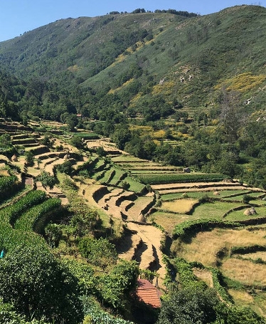 Hike through the Terraces of Sistelo