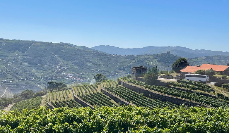 Experiência no Douro: Visita 3 Quintas e Almoço