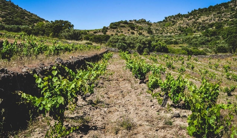 Almoço e Visita à Quinta Vineadouro