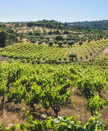 Passeio e Piquenique na Quinta Vineadouro