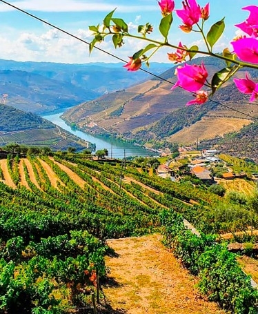 Douro Valley & Amarante: Wines & Landscapes