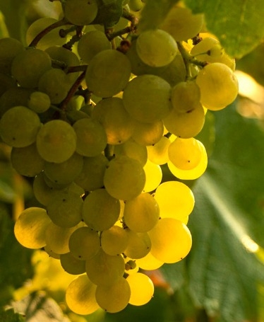 Private Vinho Verde Wine Tour