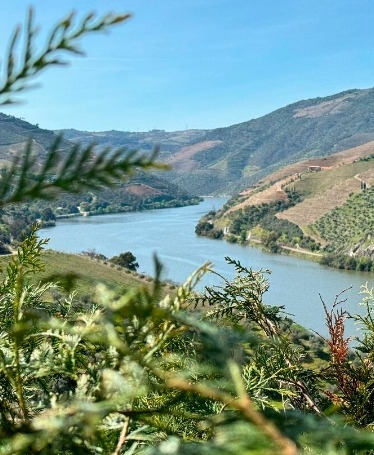 Private Douro Vineyards Tour with Wine Tasting