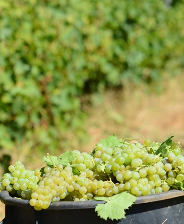 Harvest Experience at Quinta da Avessada