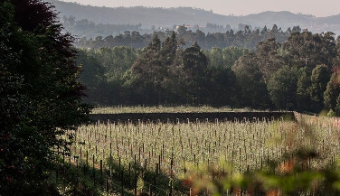 Quinta da Aveleda: Jardins e Vinhos Verdes