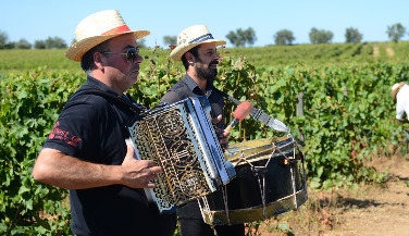 Harvest Experience at Quinta da Avessada