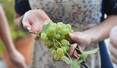 Harvest Experience at Quinta da Avessada