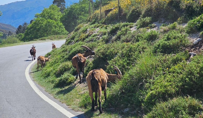 Tour de 1 Dia no Parque Nacional Peneda-Gerês