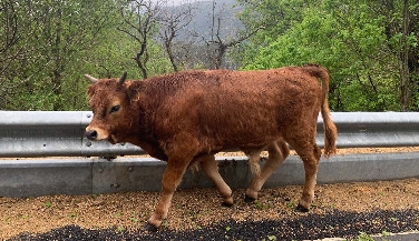 Tour de 1 Dia no Parque Nacional Peneda-Gerês