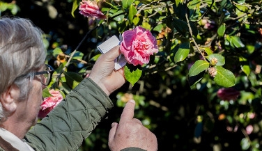 Guided Tour of the Garden and Camellias of São Roque