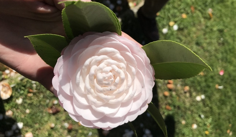 Guided Tour of the Garden and Camellias of São Roque