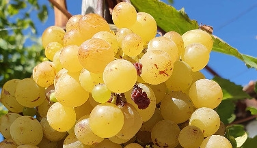 Douro Day Trip by Train with Vinho Verde Wine