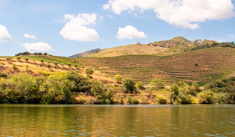 Private Douro Half-Day Tour with Boat Ride