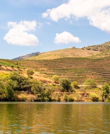 Private Douro Half-Day Tour with Boat Ride