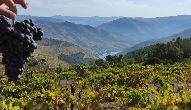 Premium Moment: Discovery of the Douro Valley