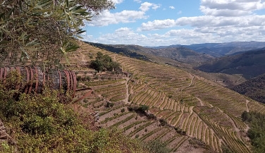 Douro Valley Tour