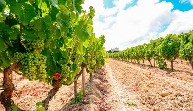 Tour Privado no Douro Histórico 