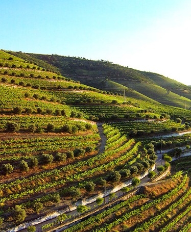 Douro Private Tour 